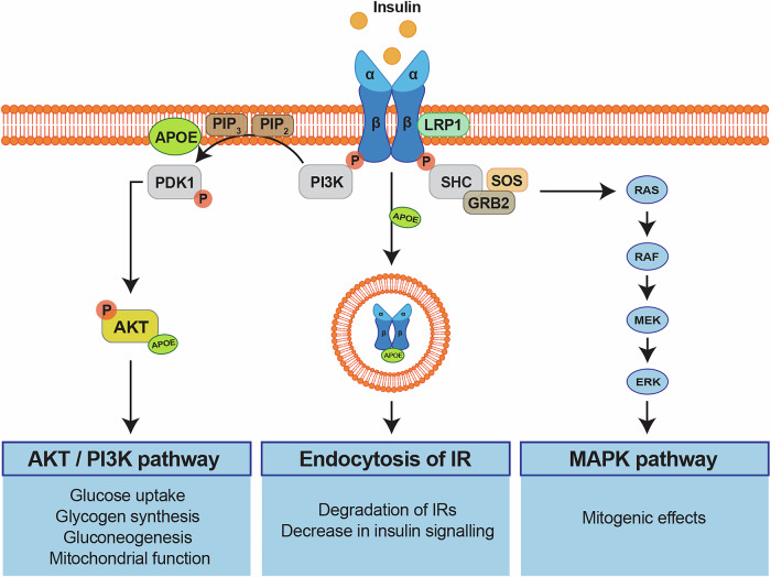 Fueling the brain - the role of apolipoprotein E in brain energy metabolism and its implications for Alzheimer's disease.