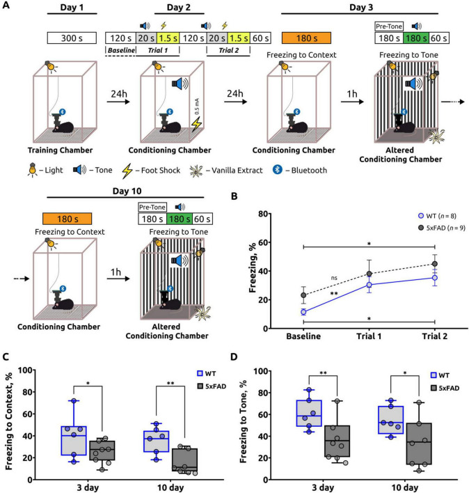 Disrupted calcium dynamics and electrophysiological activity in the stratum pyramidale and hippocampal alveus during fear conditioning in the 5xFAD model of Alzheimer's disease.