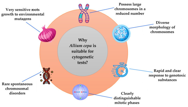 The <i>Allium cepa</i> Model: A Review of Its Application as a Cytogenetic Tool for Evaluating the Biosafety Potential of Plant Extracts.