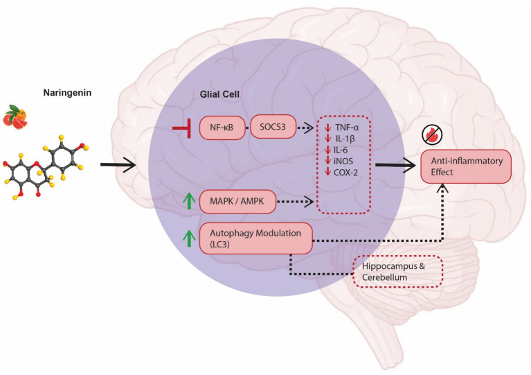 Naringenin as a neurotherapeutic agent in Alzheimer's disease: epigenetic signatures, gut microbiota alterations, and molecular neuroprotection.