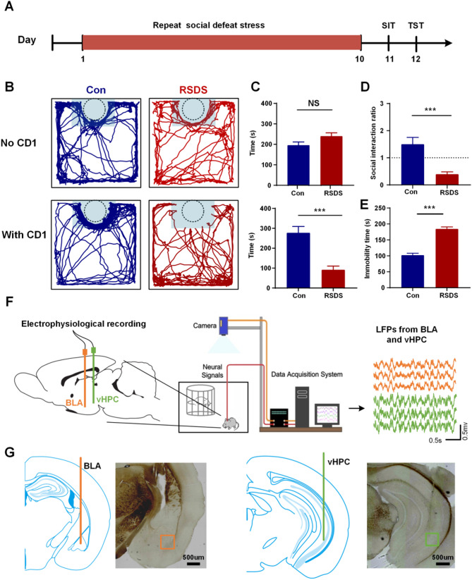 Altered theta oscillations in basolateral amygdala and ventral hippocampus related to social defeat.