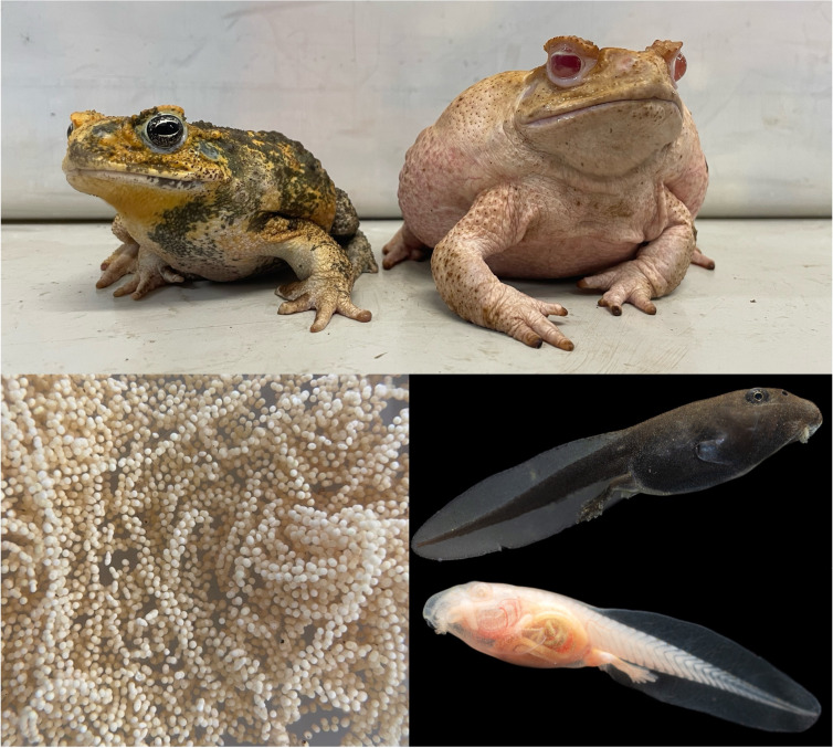 Knocking out genes to reveal drivers of natural selection on phenotypic traits: a study of the fitness consequences of albinism.