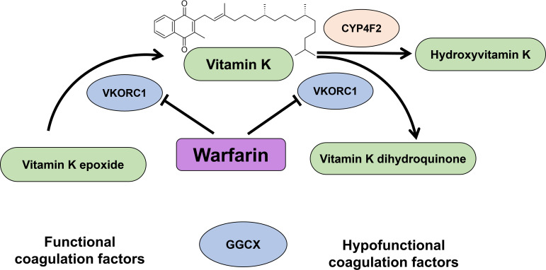 The curious family of cytochrome P450 4F fatty acid ω-hydroxylases: recent developments in their function and relevance for human health.