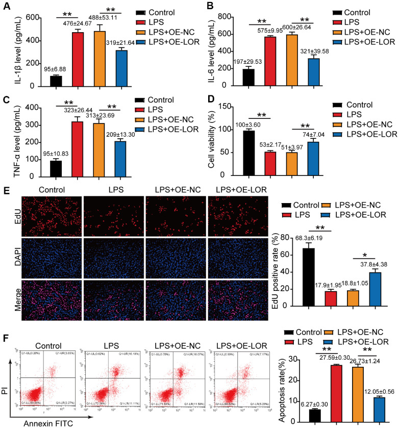 LOR Regulated by METTL3 Alleviates Lipopolysaccharides-Induced Periodontitis Injury.