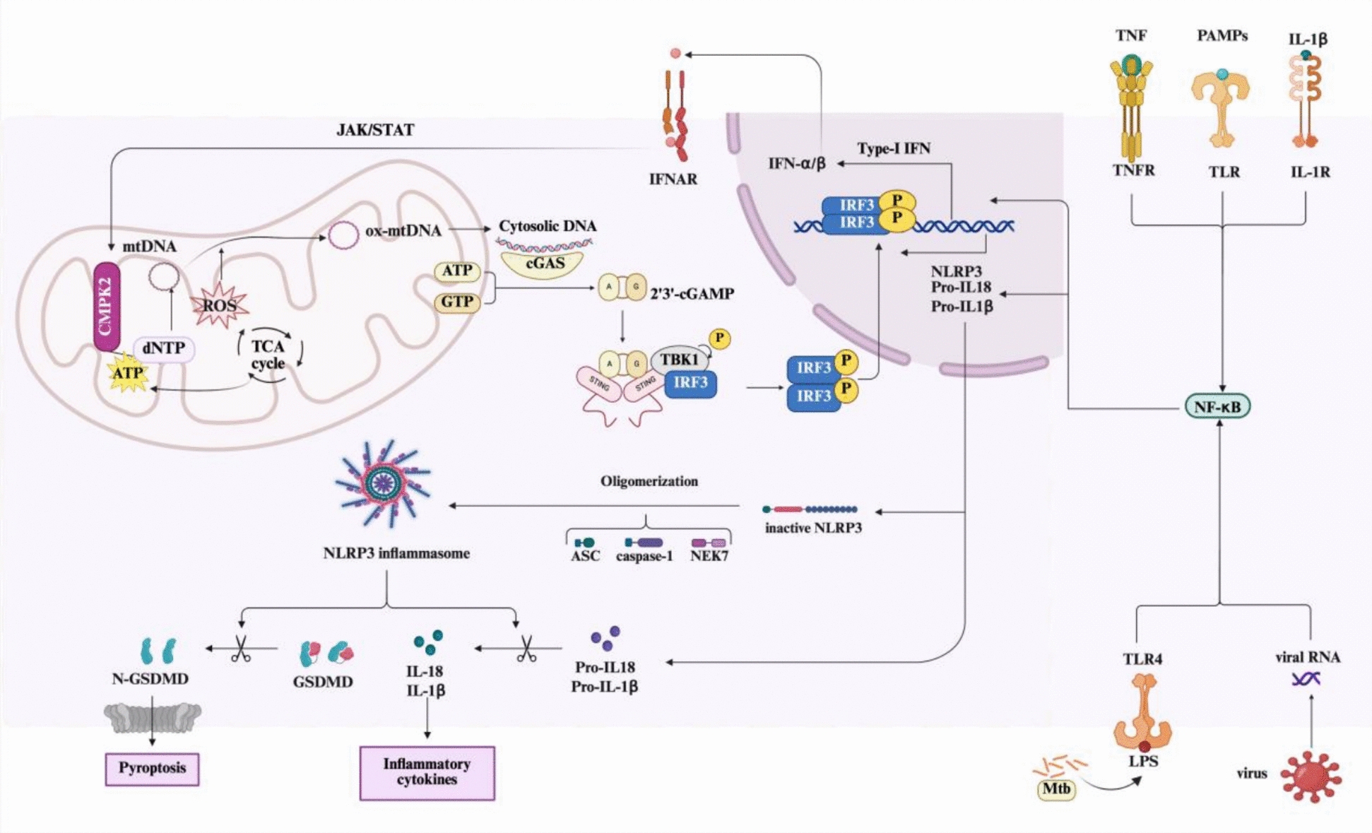 Biological functions and clinical implications of the CMPK2 across multisystemic diseases.