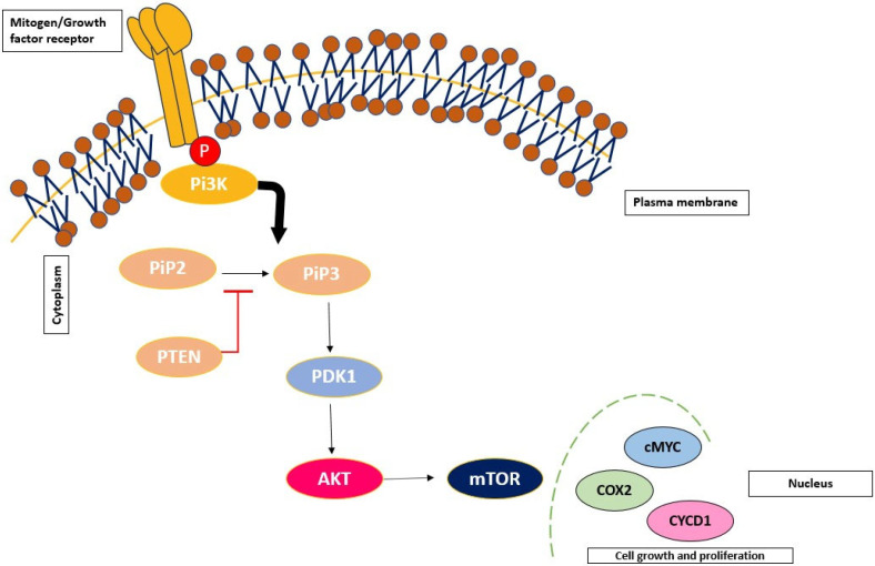 The Role of Non-Coding RNAs in the Regulation of Oncogenic Pathways in Breast and Gynaecological Cancers.