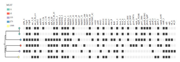 Double-carbapenemase-producing Enterobacteriaceae: complete genome sequencing of isolates from hospitals in Paraguay, 2021.