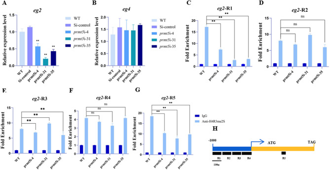 PRMT5 promotes cellulase production by regulating the expression of cellulase gene eg2 through histone methylation in Ganoderma lucidum.