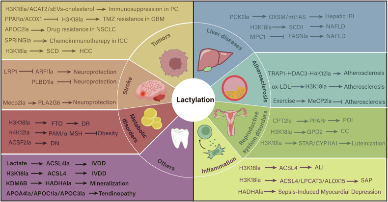 Roles of lactylation in lipid metabolism and related diseases.