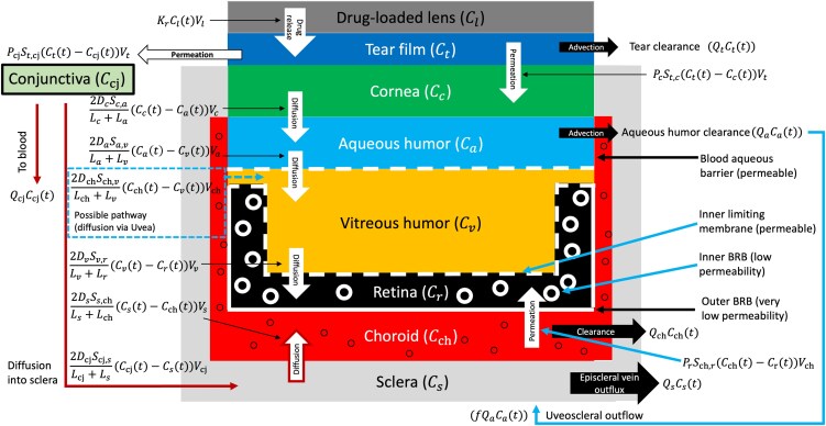 Human nerve growth factor delivery to the retina: Quantitative methodology and mathematical modeling in preclinical settings.