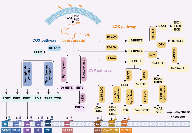 Arachidonic acid metabolism in metabolic dysfunction-associated steatotic liver disease and liver fibrosis.