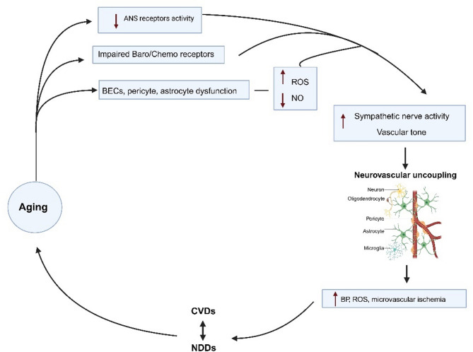 The heart-brain crosstalk in age related cardiovascular and neurodegenerative diseases.