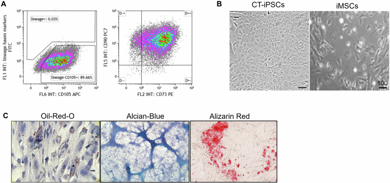 Human iPSCs-derived mesenchymal stem cells promote skin regeneration and burn wound healing.