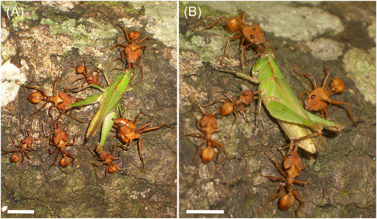 Foraging by predatory ants: A review.