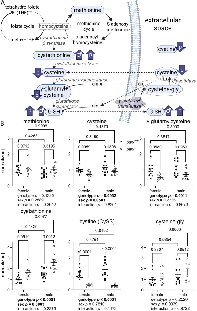 park+/+ and park-/- Drosophila have sexually dimorphic brain redox chemistry.
