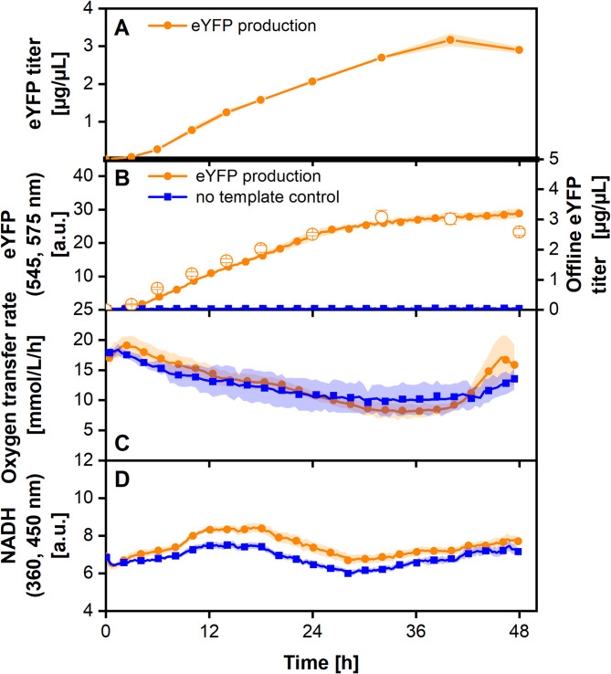 Online monitoring of the mitochondrial respiration activity and protein formation in the Almost Living Cell-free Expression (ALiCE) system.