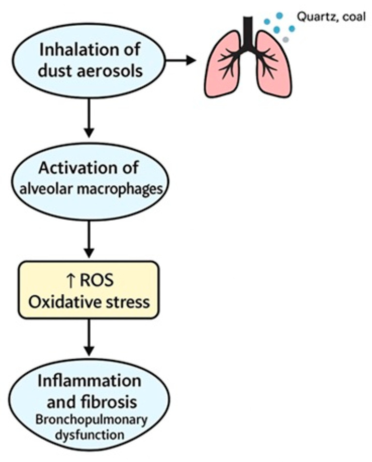 An Integrated Strategy for Preventing and Rehabilitating Dust-Induced Occupational Bronchopulmonary Diseases: A Scoping Review.