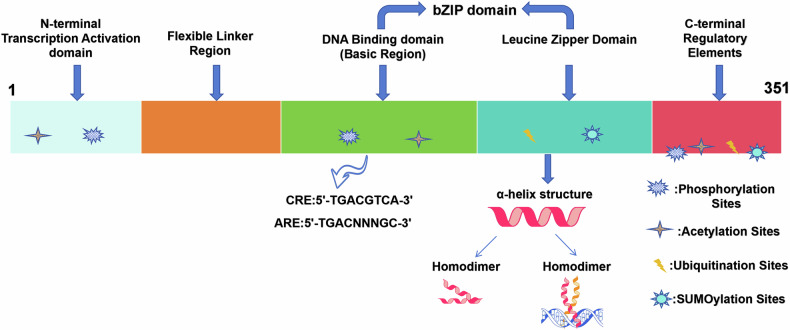 The ATF4-glutamine axis: a central node in cancer metabolism, stress adaptation, and therapeutic targeting.