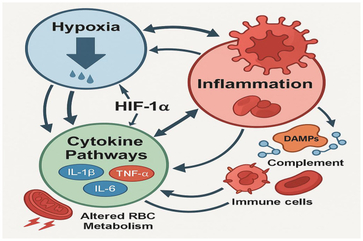 Hypoxia, Inflammation, and Cytokine Crosstalk in Sickle Cell Disease: From Mechanisms to Modulation- A Narrative Review.
