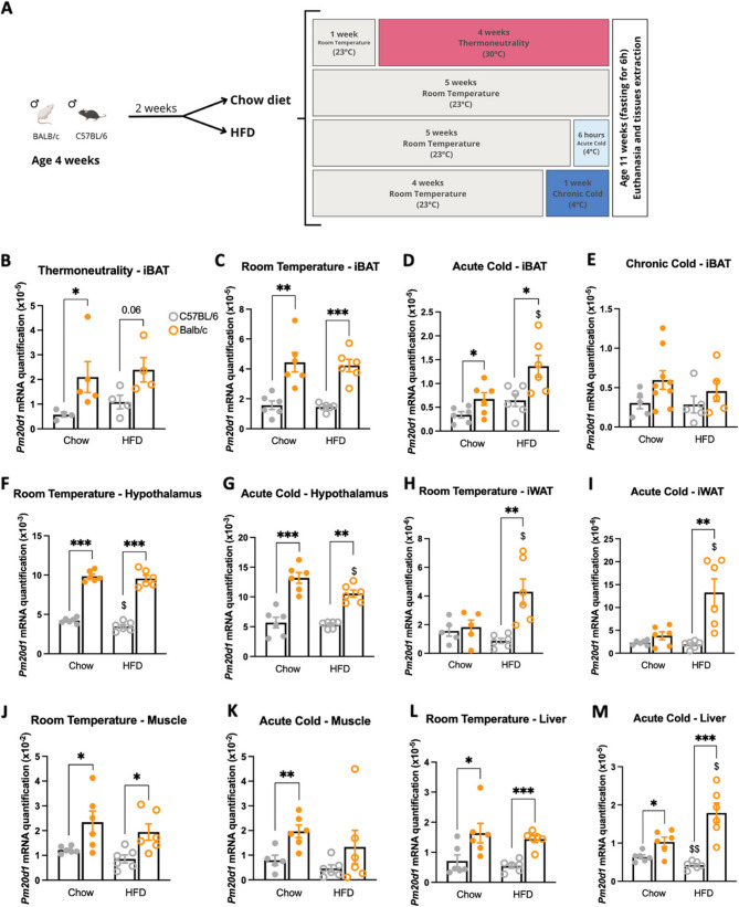 Bidirectional shifts in Pm20d1 expression impact thermogenesis and metabolism.