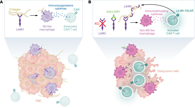 Targeting LAIR1-mediated immunosuppression adds a new weapon to our immunotherapy arsenal.