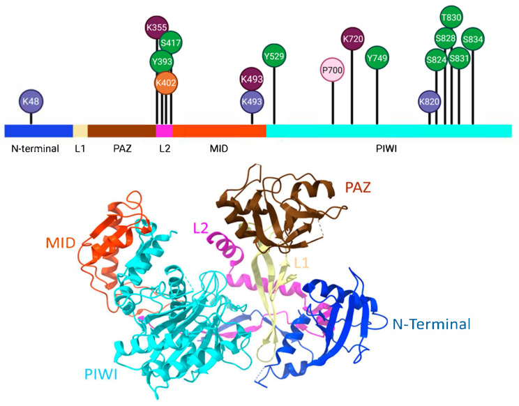 Partners in Silencing: Decoding the Mammalian Argonaute Interactome.