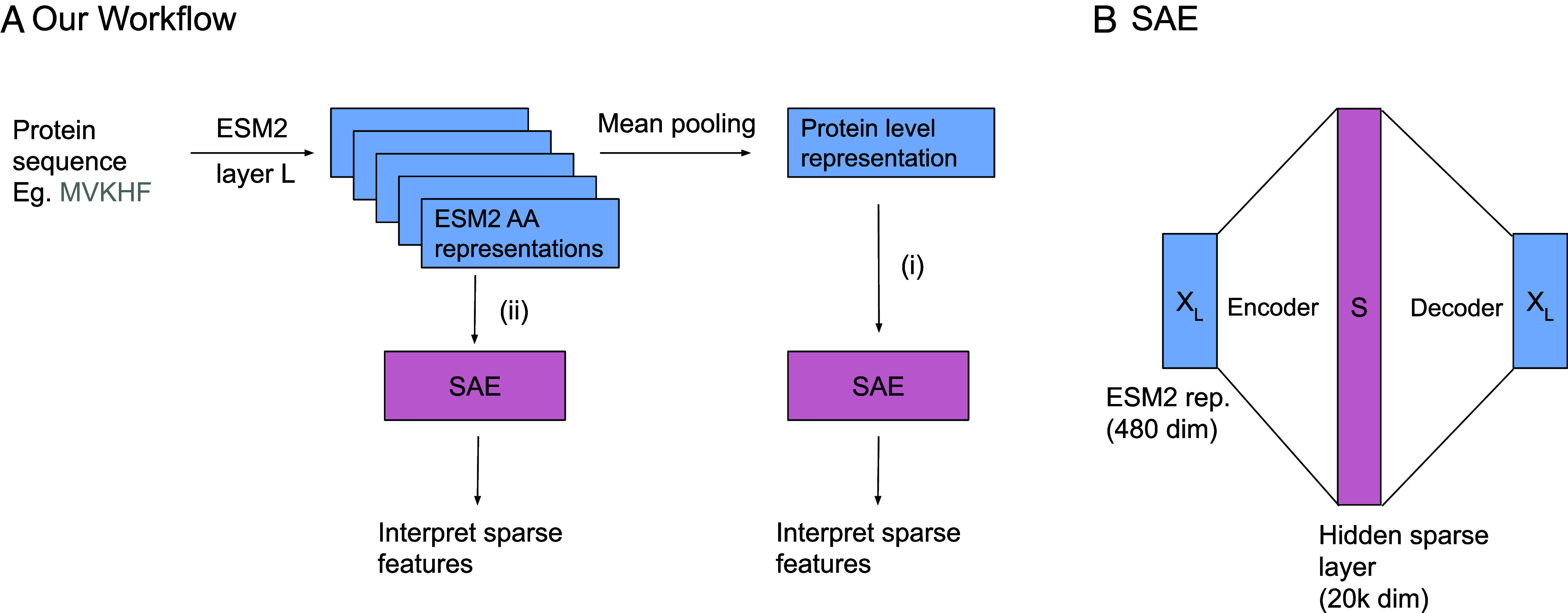 Sparse autoencoders uncover biologically interpretable features in protein language model representations.