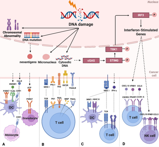 Tumor irradiation induced immunogenic response: the impact of DNA damage induction and misrepair.