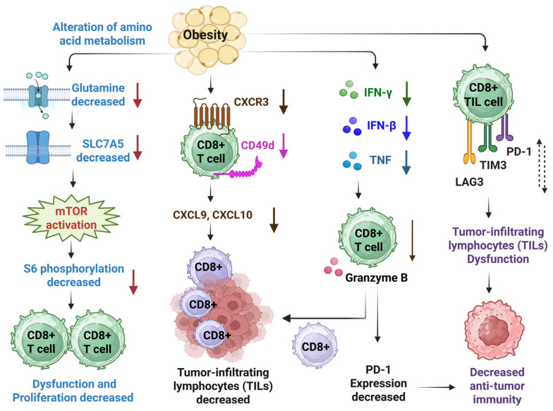 The Role of Obesity in the Regulation of Immunosuppressive Cell Infiltration and Immunosurveillance in Cancers.
