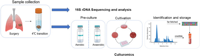 Isolation, culture, and in vitro functional validation of intratumor bacteria from lung cancer patients.
