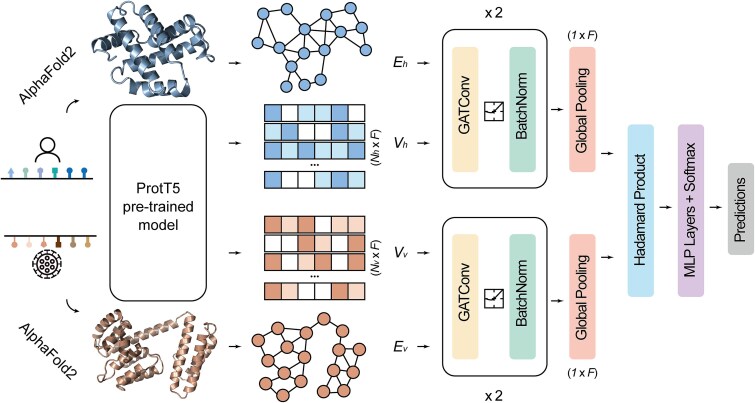 Graph neural network integrated with pretrained protein language model for predicting human-virus protein-protein interactions.