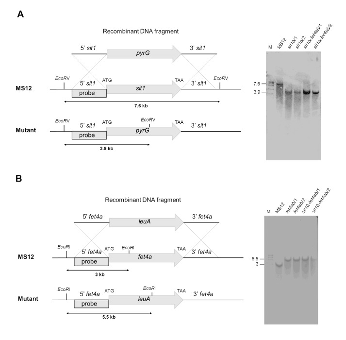 Role of the putative <i>sit1</i> gene in normal germination of spores and virulence of the <i>Mucor lusitanicus</i>.