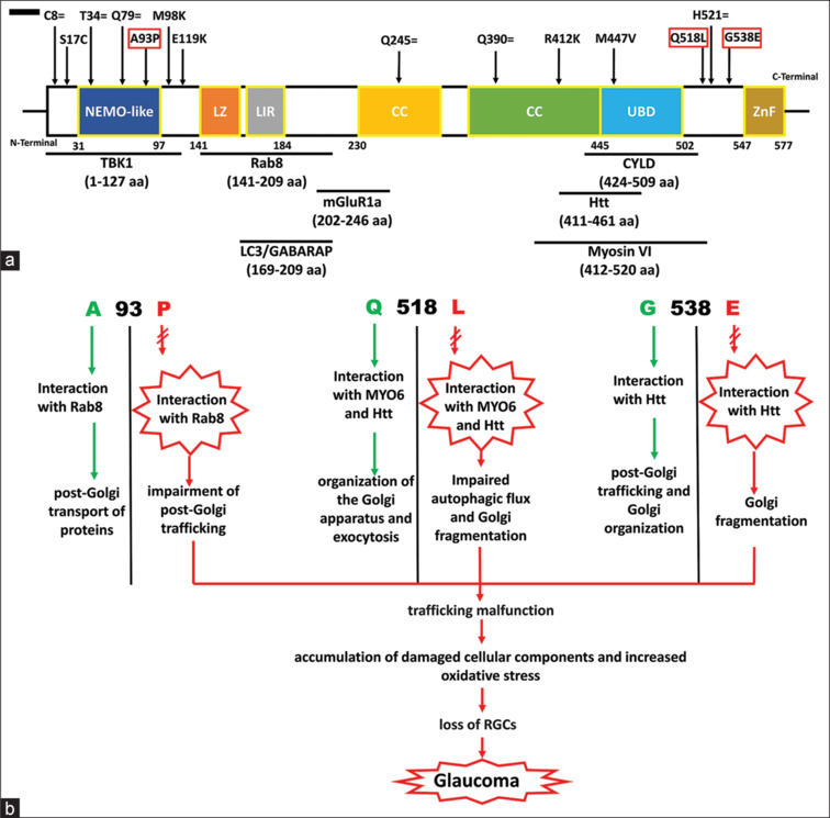 Paucity of optineurin gene variants in Indian juvenile open-angle glaucoma patients.
