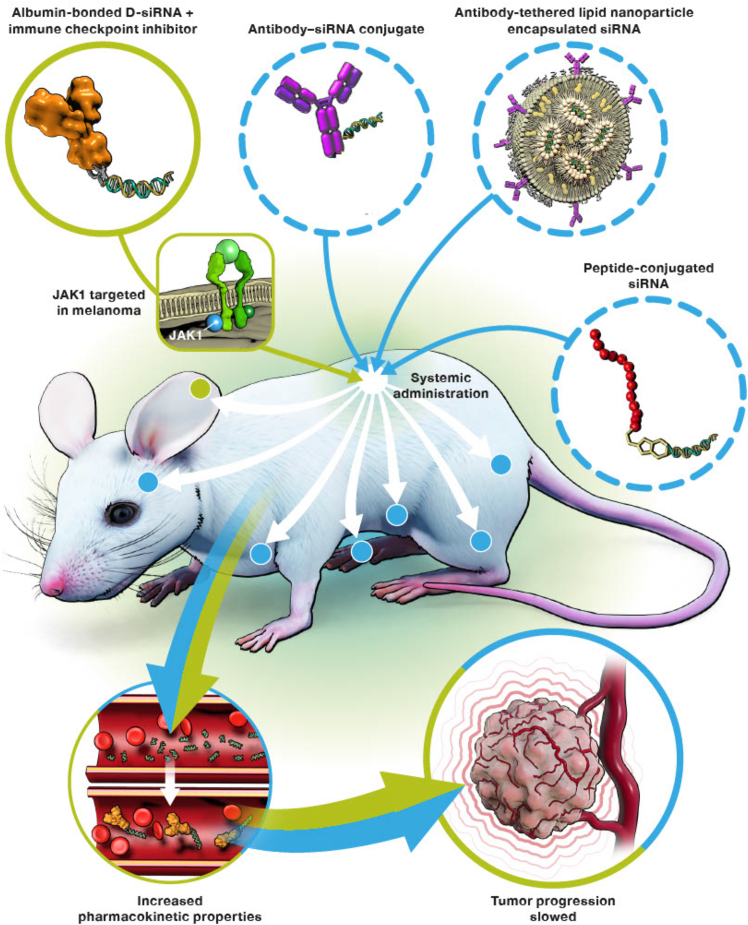 Dendritic siRNA conjugate riding albumin for targeted delivery to solid tumors.