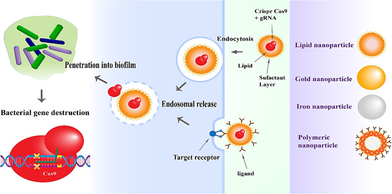 Innovative approaches to combat antibiotic resistance: integrating CRISPR/Cas9 and nanoparticles against biofilm-driven infections.