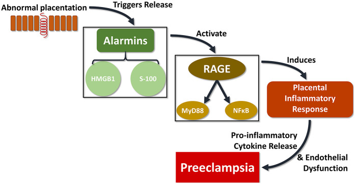 Inflammatory mediators and the RAGE pathway in placental tissues of pregnancies complicated by severe preeclampsia.