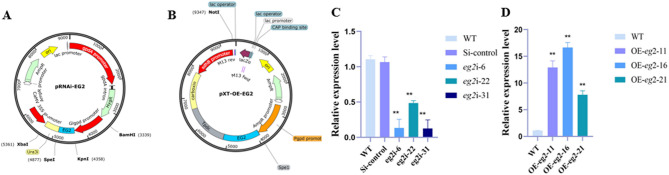 PRMT5 promotes cellulase production by regulating the expression of cellulase gene eg2 through histone methylation in Ganoderma lucidum.