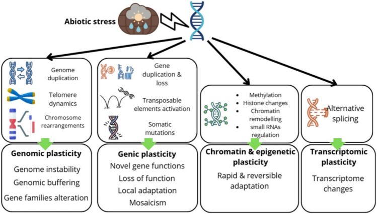 Climate change and plant genomic plasticity.
