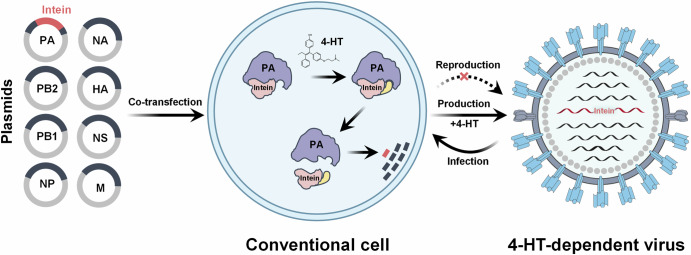 Synthetic biology-inspired development of live attenuated influenza vaccines.