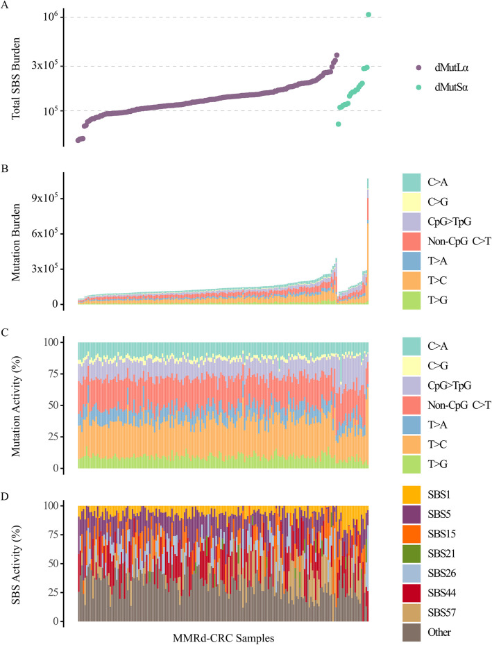 Replication-associated mechanisms contribute to an increased CpG > TpG mutation burden in mismatch repair-deficient cancers.