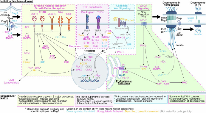 Desmoglein-driven dynamic signaling in pemphigus vulgaris: a systematic review of pathogenic pathways.