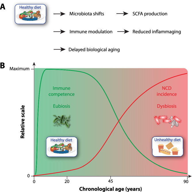 Modulating biological aging with food-derived signals: a systems and precision nutrition perspective.