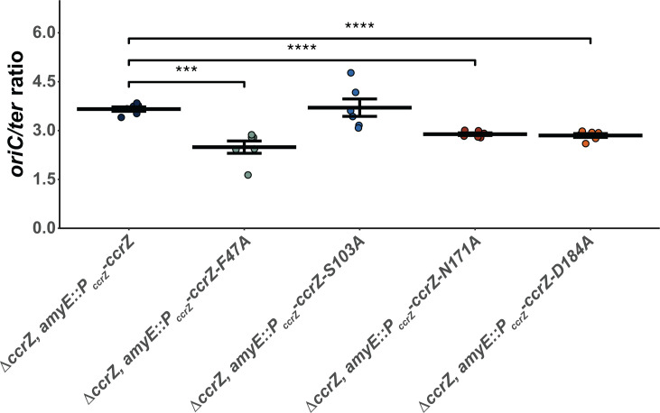 DNA replication initiation timing is important for maintaining genome integrity.