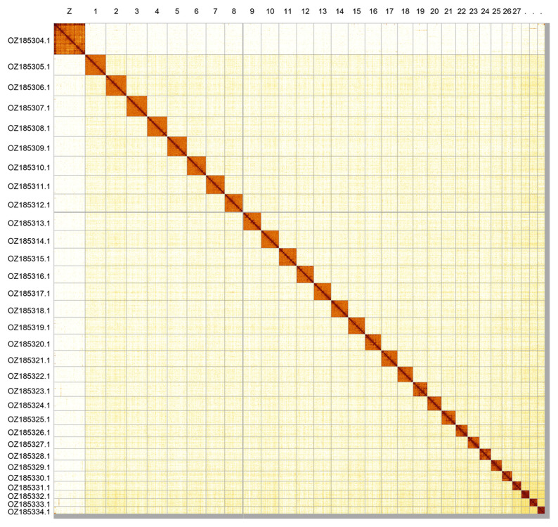 The genome sequence of <i>Malacosoma alpicola</i> Staudinger, 1871 (Lepidoptera: Lasiocampidae).