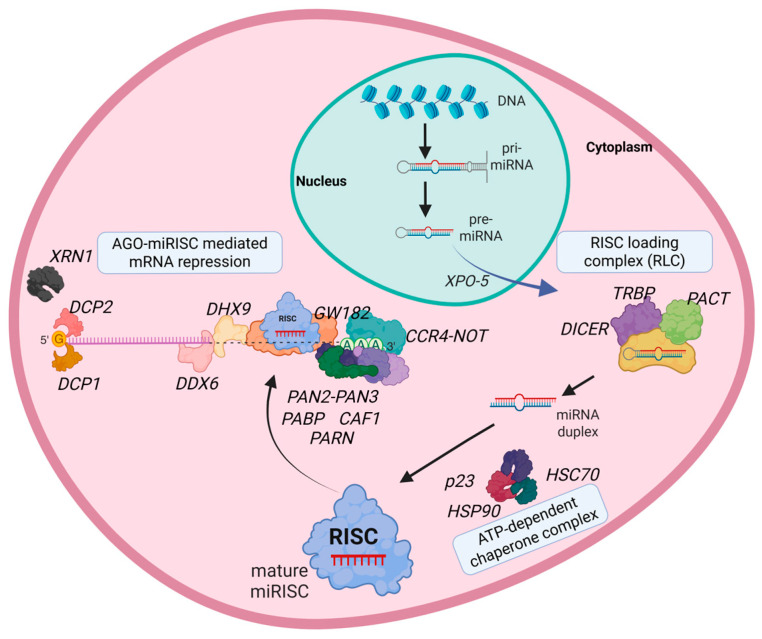 Partners in Silencing: Decoding the Mammalian Argonaute Interactome.