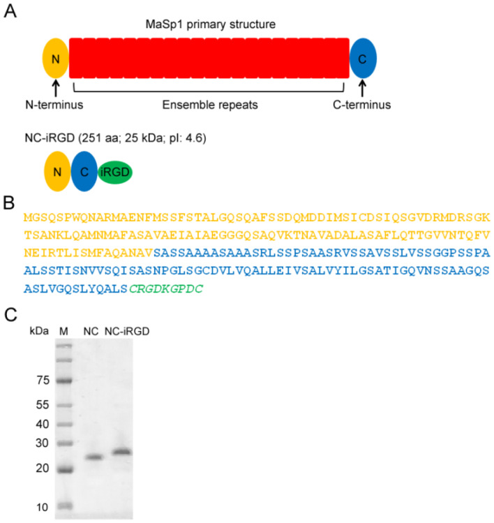 Preparation and characterization of a iRGD-modified recombinant spider silk particles for antitumor polypeptide drug delivery into cancer cells.