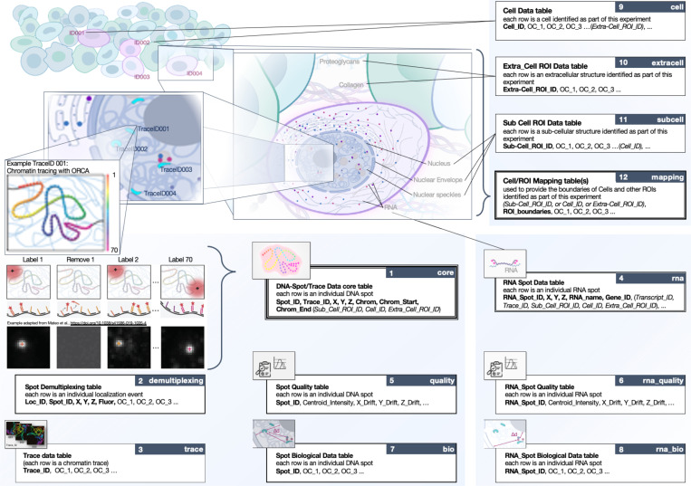 FAIR sharing of Chromatin Tracing datasets using the newly developed 4DN FISH Omics Format.