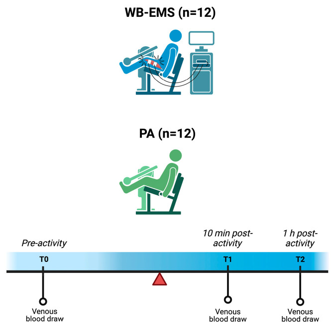 Whole-Body Electromyostimulation Coupled with Aerobic Exercise Boosts Serum Irisin Levels in Healthy Individuals: A Pilot Study.