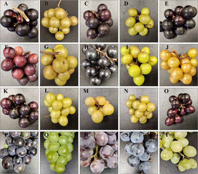 Unveiling the cultivable yeast endophyte diversity in muscadine grape berries and their known functional prospects.
