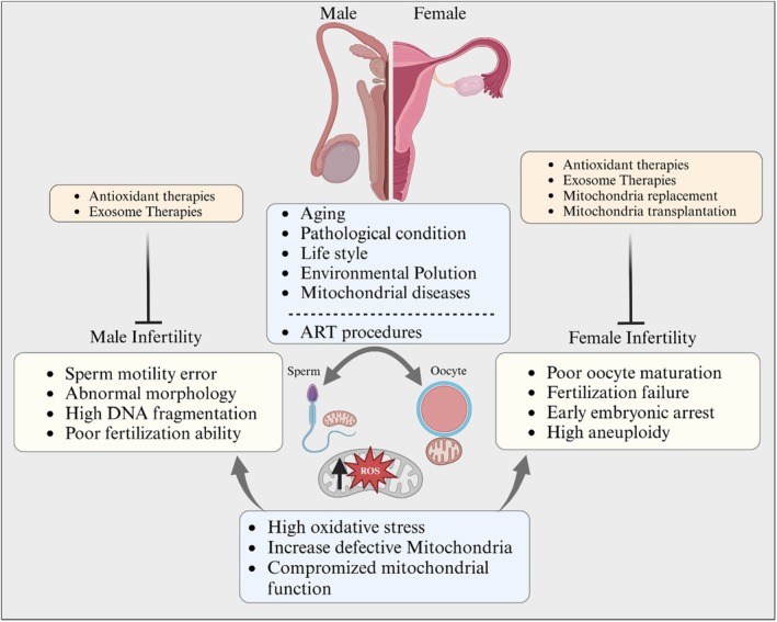 Significance of Mitochondrial Dynamics in Reproductive Physiology: Current and Emerging Horizons in Mitochondrial Therapy for Assisted Reproductive Technologies.